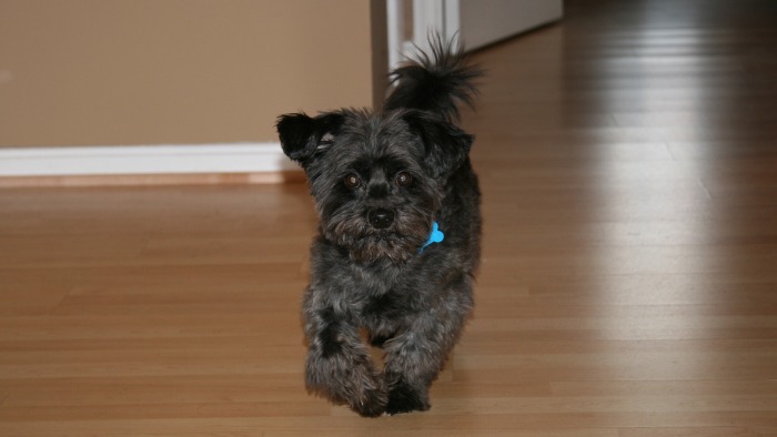 silky terrier shih tzu mix harley the silky terrier shih tzu mix puppies daily puppy breeds picture silky terrier shih tzu mix harley the silky terrier shih tzu mix puppies daily puppy breeds picture